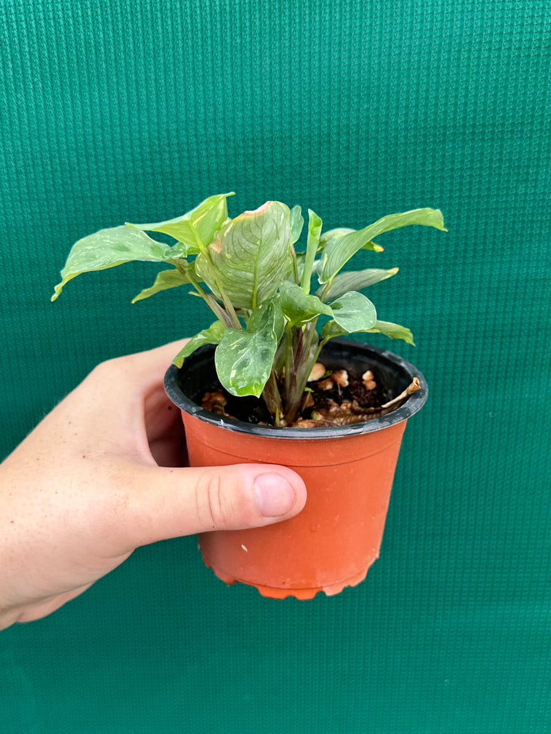 Variegated Maranta Leuconeura