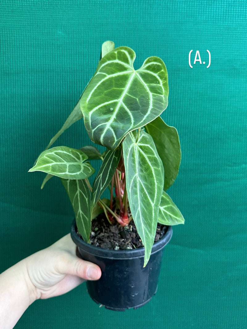 Anthurium Crystallinum x. Regale