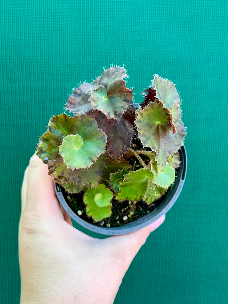 Begonia ‘Copper Crinkle’