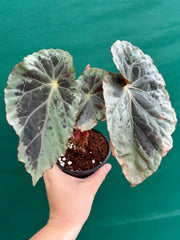 Begonia ‘Burkillii’