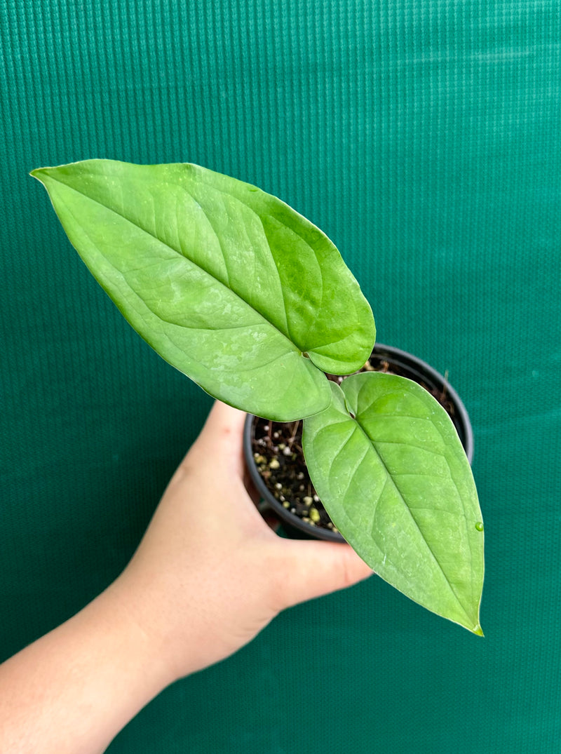 Syngonium 'Macrophyllum'