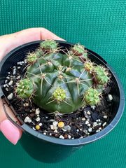 Glymnocalycium anistsii f. compacta