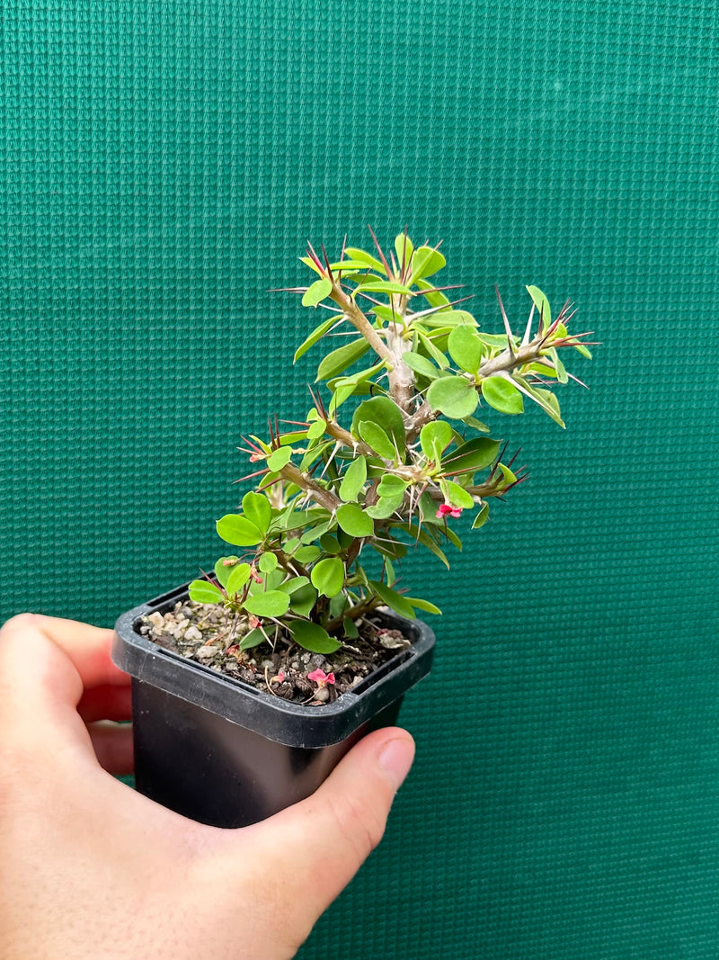 Euphorbia millii ‘Lucky Lady’ NEW