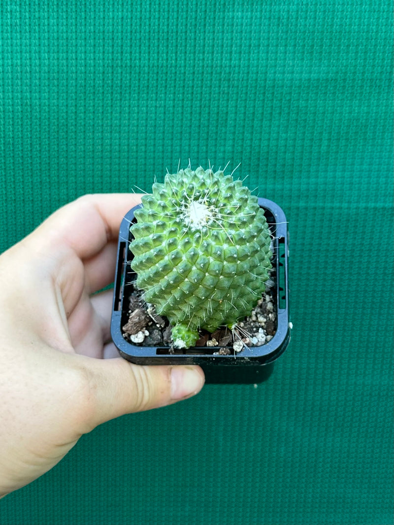 Mammillaria Pico compacta