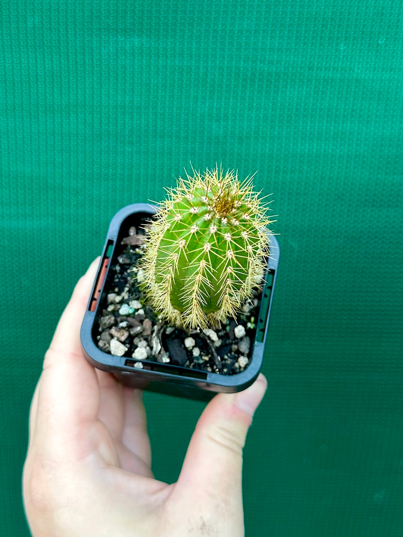 Trichocereus spachianus NEW