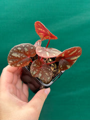 Begonia balansana NEW