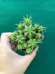 Euphorbia pulvinata