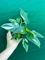 Philodendron ‘White Princess’