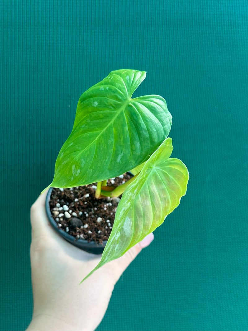 Philodendron 'Majestic' (Verrucosum x Sodiroi)