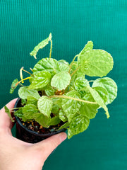 Begonia buttercup (yellow flowers)