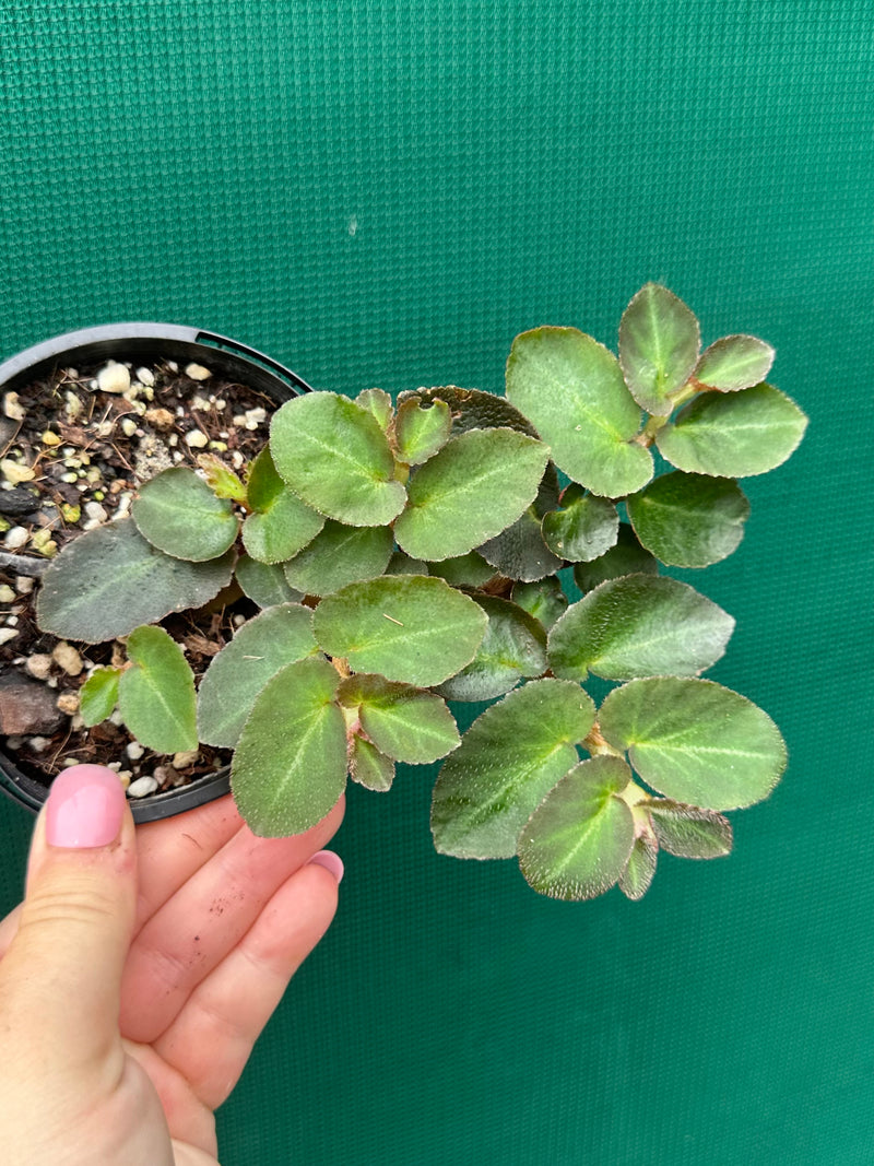 Begonia thelmae (species)