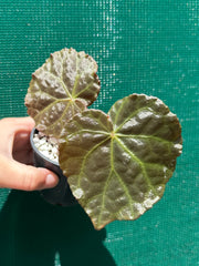 Begonia mumtaz