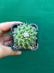 Mammillaria toluca