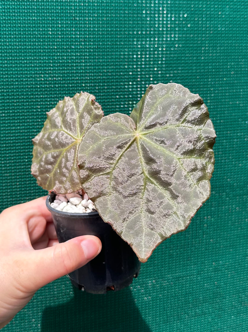 Begonia mumtaz