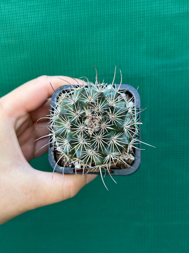 Cacti (assorted)