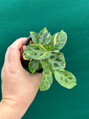 Variegated Maranta Leuconeura