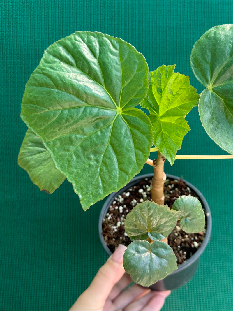 Begonia NOID (thick stem type) NEW