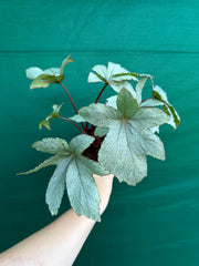 Begonia ‘Pollux’ NEW