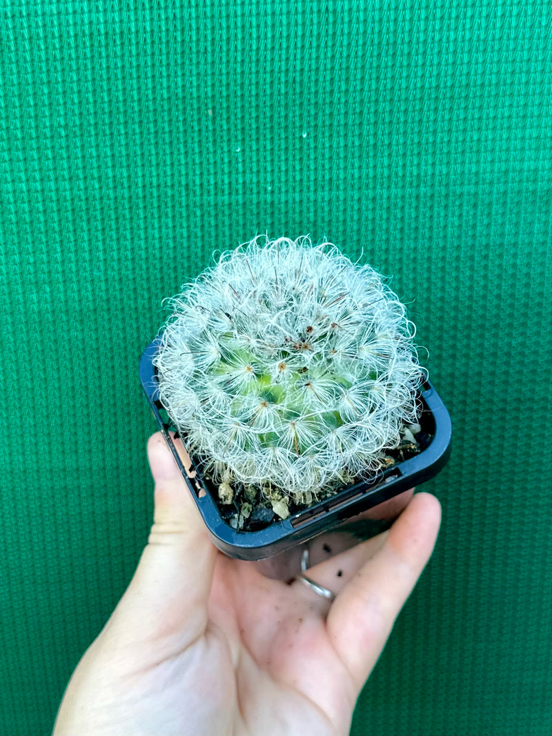 Mammillaria bocosana v splendens