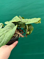 Anthurium ‘Radicans’