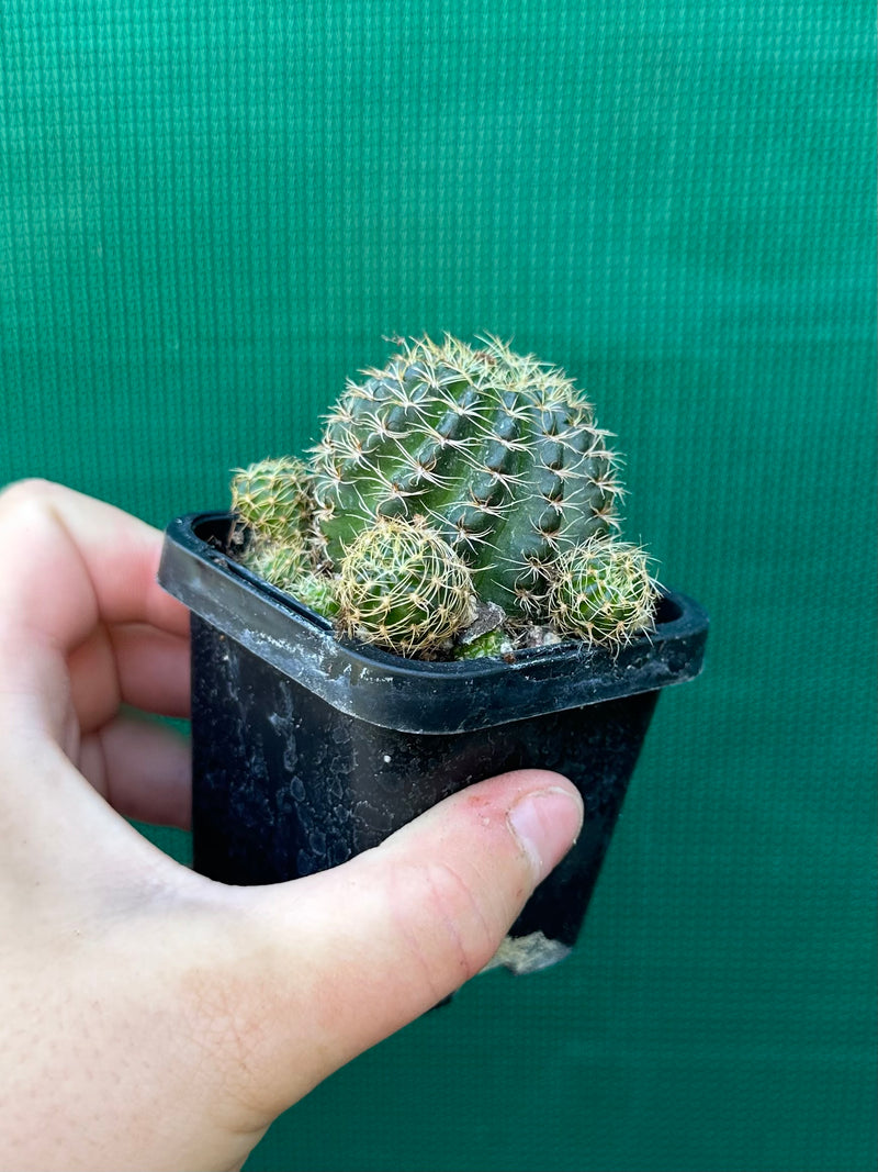 L. arachnacantha (yellow form)