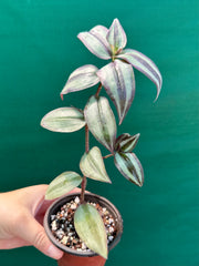 Tradescantia ‘Zebrina’