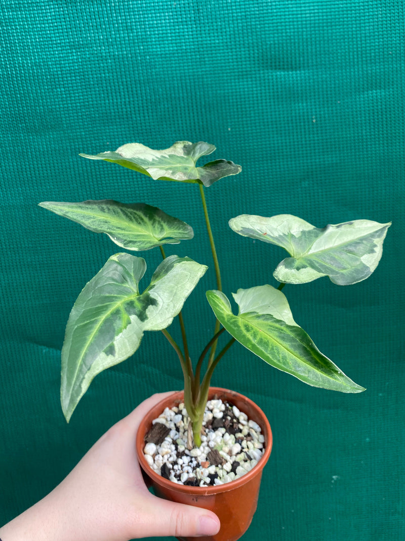 Syngonium ‘Three Kings’