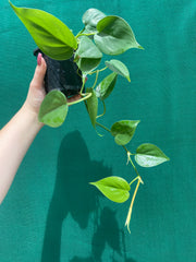 Philodendron ’Emerald’