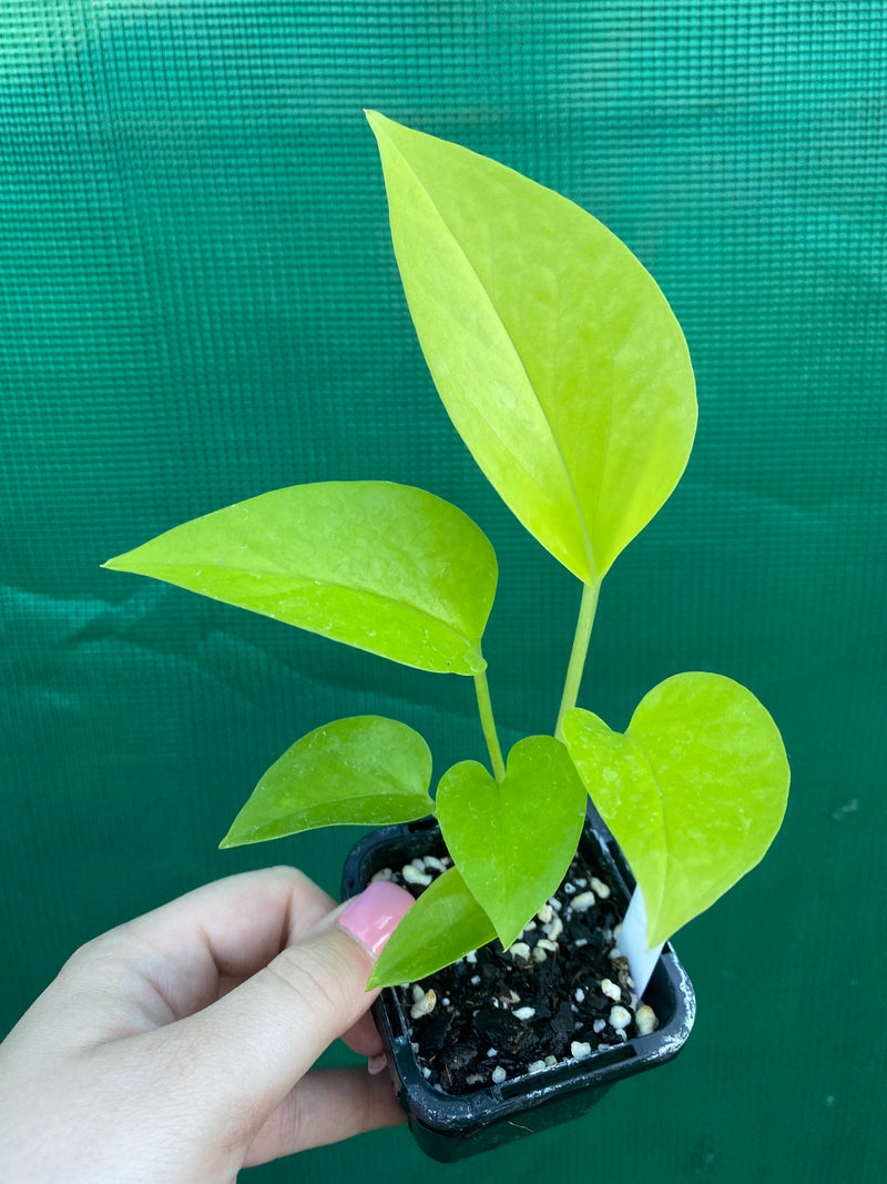 Pothos 'Neon'