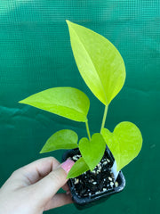 Pothos 'Neon'