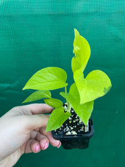 Pothos 'Neon'