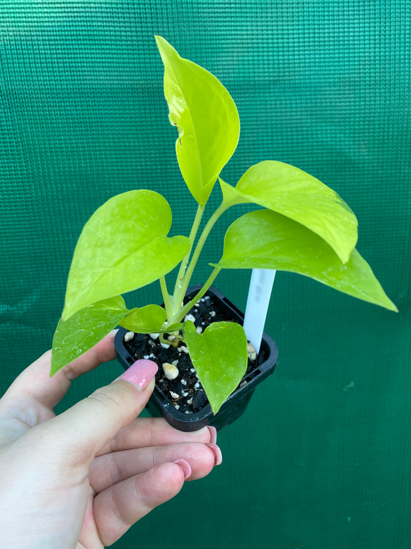 Pothos 'Neon'