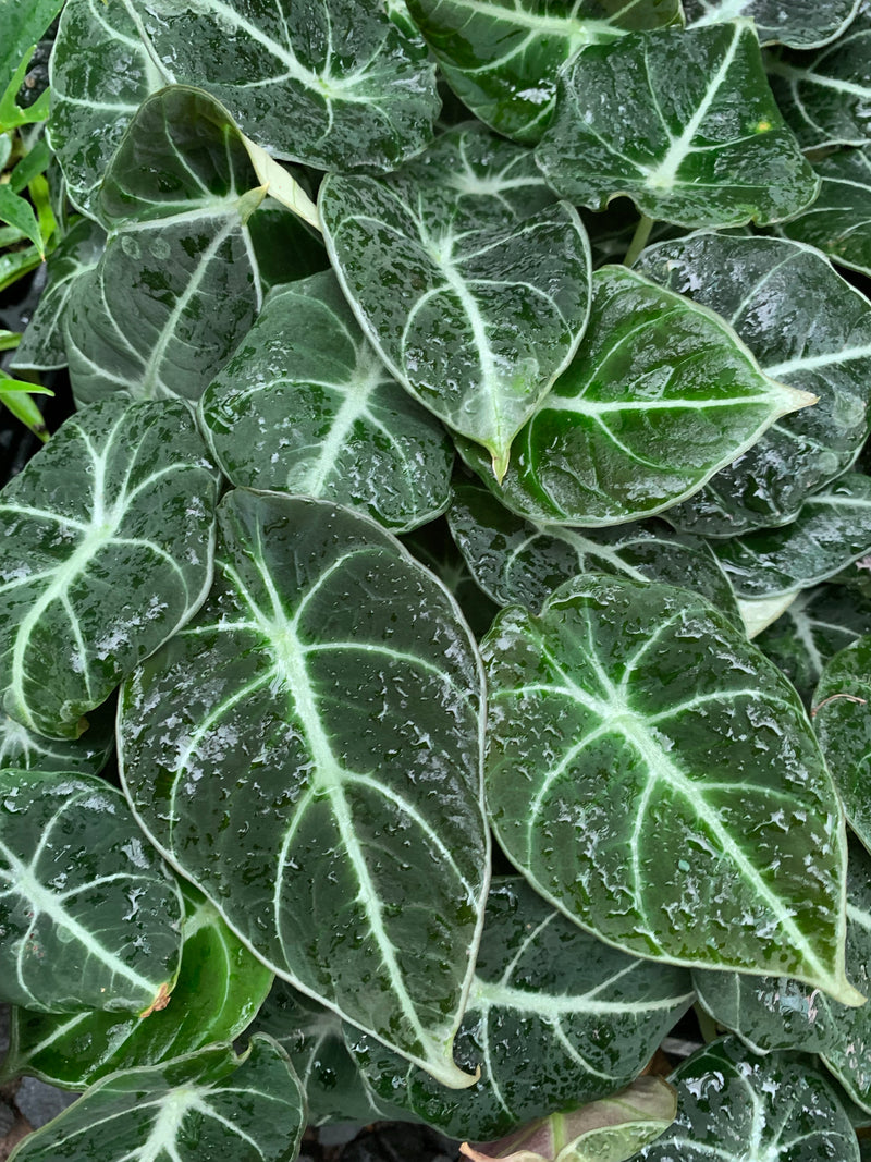 Alocasia ‘Black Velvet’